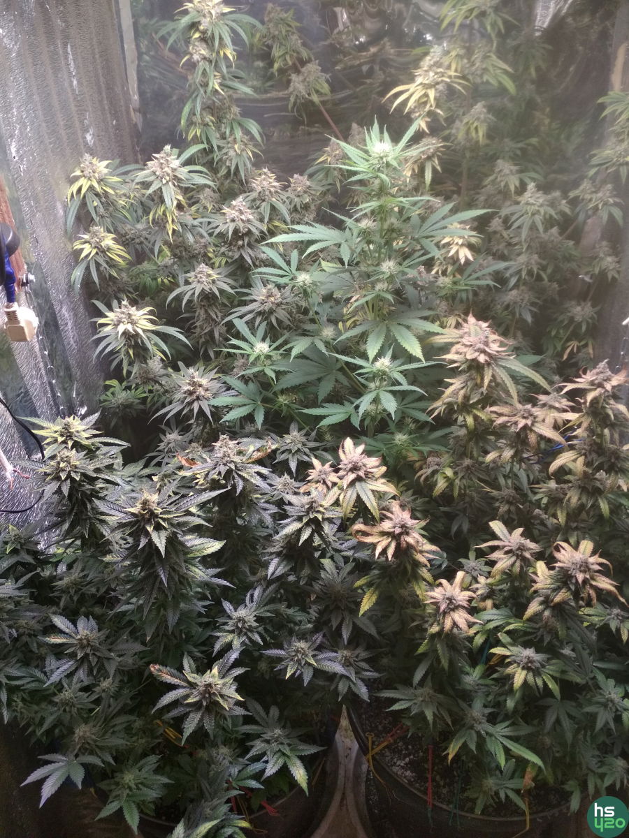 Gorilla Glue