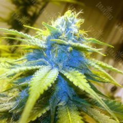 Blue-Power7.970.jpg