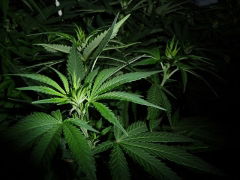 Cannabis_sativa.jpg