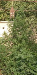 IMG_20250705_170228.jpg