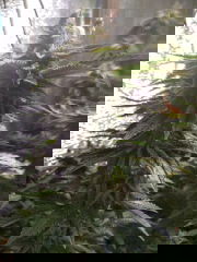 IMG_20250709_171655.jpg