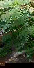 IMG_20250723_130532.jpg