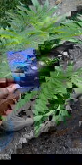 IMG_20250720_080234.jpg