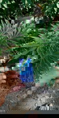 IMG_20250720_080526.jpg