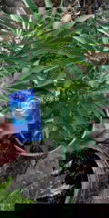IMG_20250720_080534.jpg