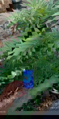 IMG_20250720_080550.jpg