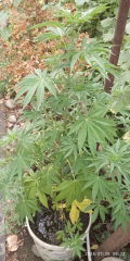 IMG_20250728_063250.jpg
