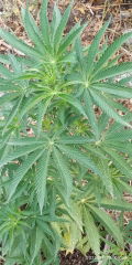 IMG_20250728_063658.jpg