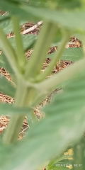 IMG_20250728_063726.jpg
