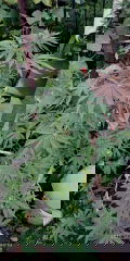 IMG_20250804_045454.jpg