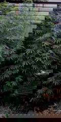 IMG_20250804_045516.jpg