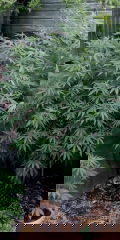 IMG_20250804_045521.jpg