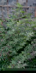 IMG_20250804_045606.jpg