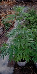 IMG_20250804_045616.jpg