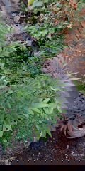 IMG_20250804_045624.jpg