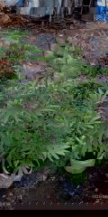 IMG_20250804_045637.jpg