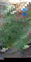 IMG_20250809_180131.jpg