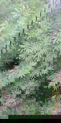 IMG_20250809_180452.jpg