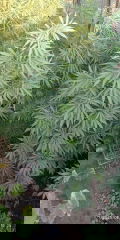 IMG_20250809_180507.jpg