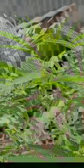 IMG_20250818_101407.jpg