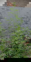 IMG_20250818_102004.jpg