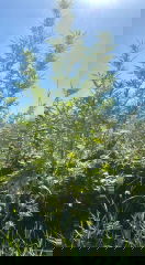 ApF 2025-09-12 14:30:53
