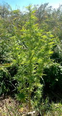 ApF 2025-09-12 14:30:57