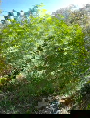 KG#9 2025-09-12 15:52:15