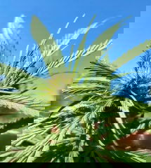 Pnj#14 2025-09-12 15:53:49